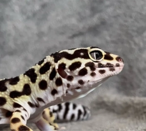 Leopardgecko 0.1 Bild 3