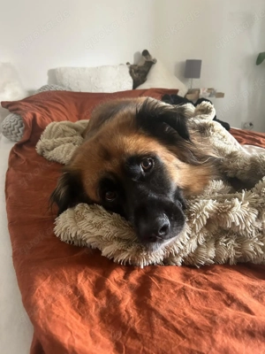 *BENJI* - der Rüde ist bereits in Deutschland. Sie können ihn gerne besuchen und kennenlernen