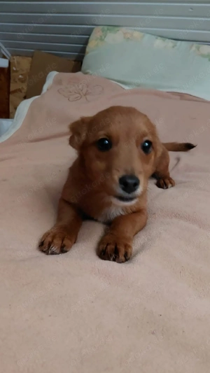 Moni 4 Monaten noch in Rumänien 