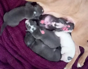 3 American bully welpen 