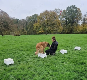 *BENJI* - der Rüde ist bereits in Deutschland. Sie können ihn gerne besuchen und kennenlernen