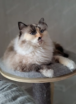 Neva masquarade sibirische weiblich Katze mit Stammbaum