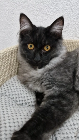 Kurilian Bobtail Kitten Katzenbaby Kater mit Stammbaum 