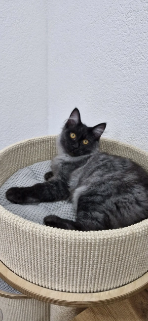 Kurilian Bobtail Kitten Katzenbaby Kater mit Stammbaum 