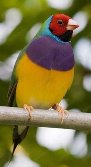 Gouldamadine Männchen in Schau Qualität 8 Monate alt