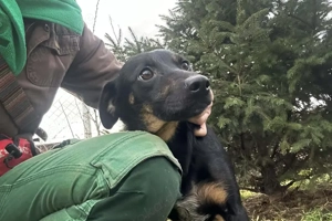 *MELIKE* - liebedbedürftig, menschenlieb und verschmust