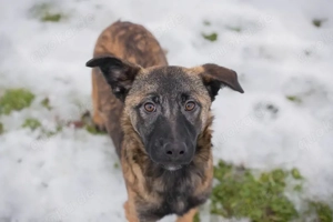 *TASHA* - Eine aufgeweckte, aktive und fröhliche Junghündin