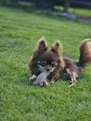Chihuahua Rüde reinrassig mit Ahnentafel 