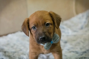 Welpe Chipnummer 256866 sucht einen Namen und ein Zuhause