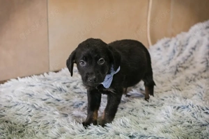 Welpe *BAGHIRA* - wer kann ihm ein Körbchen anbieten