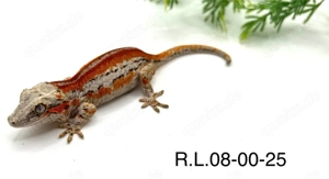 Höckerkopfgecko Nachzuchten