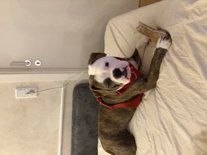 Englische Bulldogge abzugeben 