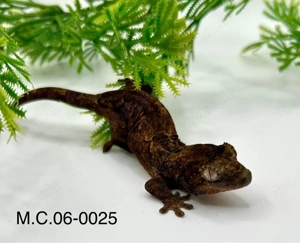 Flechtengecko (Mniarogekko chahoua)