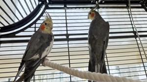 Nymphensittiche mit Käfig und Zubehör 