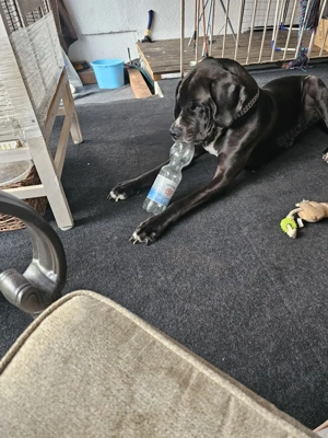 deutsche dogge rüde ab zugeben  Bild 5