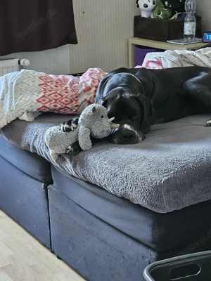 deutsche dogge rüde ab zugeben  Bild 2