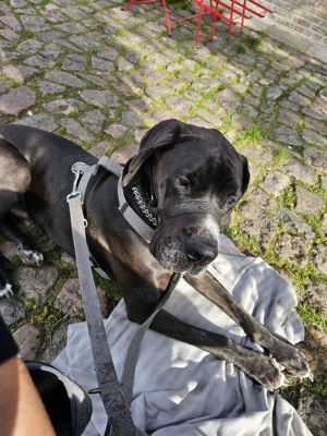 deutsche dogge rüde ab zugeben  Bild 4