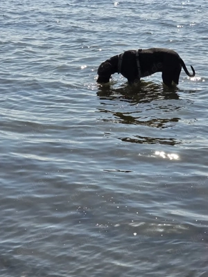 deutsche dogge rüde ab zugeben  Bild 3