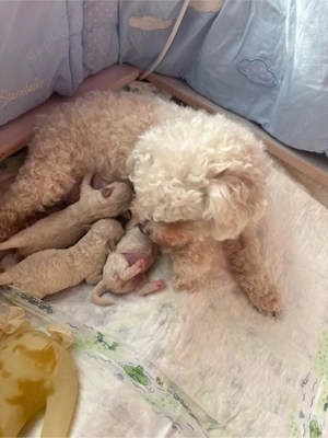 unsere kleinen weißen Bichon babys sind da ..... Bild 2