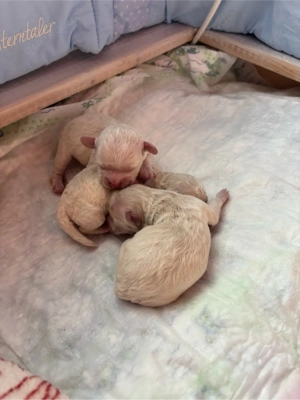 unsere kleinen weißen Bichon babys sind da ..... Bild 3