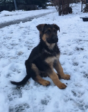Deutsche Schäferhundwelpen mit SV VDH Papieren Bild 5