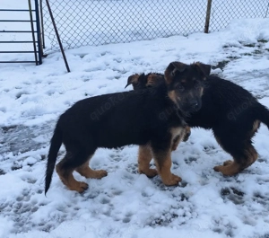 Deutsche Schäferhundwelpen mit SV VDH Papieren Bild 2