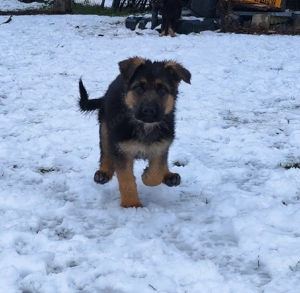 Deutsche Schäferhundwelpen mit SV VDH Papieren Bild 3