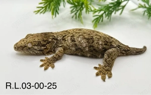 Neukaledonischen Riesengeckos  Rhacodactylus leachianus