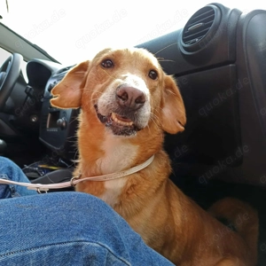 Sanfte Hündin 468316 sucht ihr eigenes Körbchen