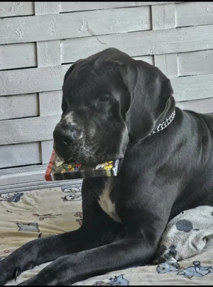 deutsche dogge rüde ab zugeben 