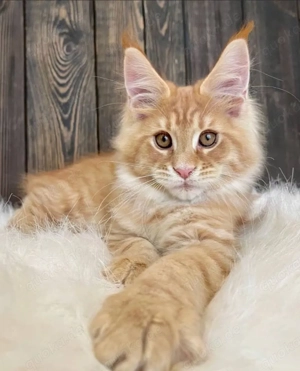 Wunderschöne Maine Coon Kitten suchen ein liebevolles Zuhause   
