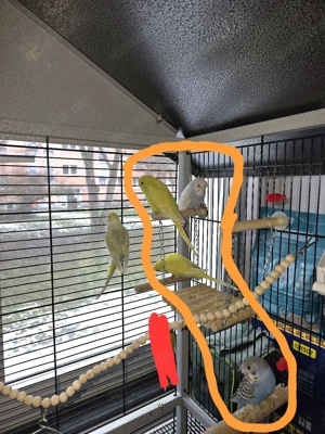 5 Wellensittiche zu vermittelt