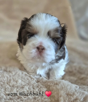 TIFFANY,  kleine Shih Tzu Hündin mit Ahnentafel 