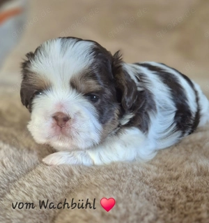 TIFFANY,  kleine Shih Tzu Hündin mit Ahnentafel 