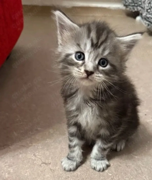 Süße Maine Coon Prinzessinnen 