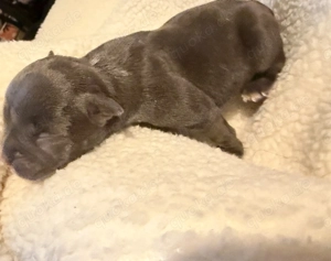 American bully Mirco 