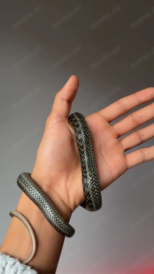 1.0 Thamnophis eques scotti !drigend!