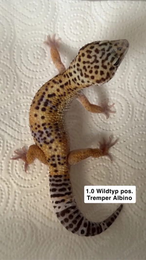 Leopardgeckos !zu verschenken!