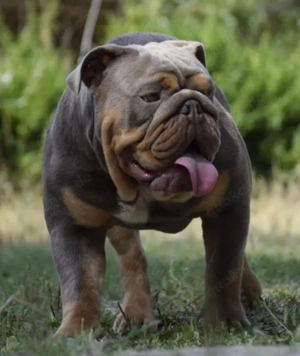 Englische Bulldogge Rüde kastriert 