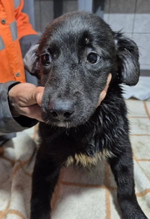 Welpenhündin 175613 stellt sich vor