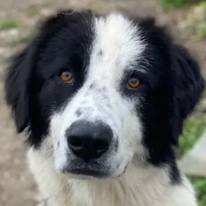 Räuber, geb. ca. 04 2025, lebt in GRIECHENLAND, auf einer privaten Pflegestelle