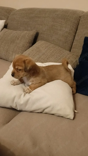 Bezaubernde Dackel-Zwergpinscher - Shih Tzu-Malteser Welpen