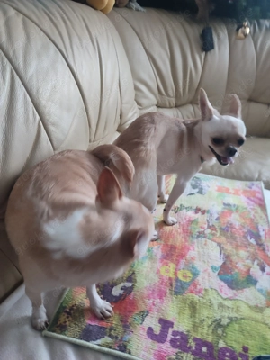 Chihuahua-Deckrüde (nicht zu verkaufen) Bild 3