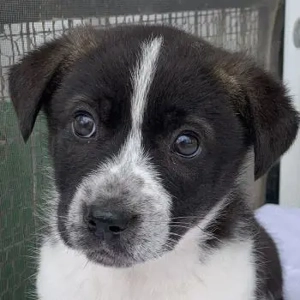 Koda, geb. ca. 11 2025, lebt in GRIECHENLAND, im städt. Tierheim Serres