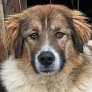 Fellnando, geb. ca. 04 2025, lebt in GRIECHENLAND, auf einer privaten Pflegestelle