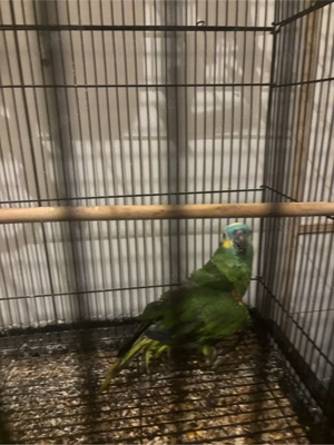 blaustirnamazonas papagei