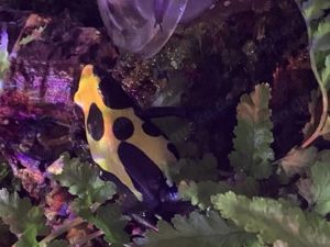 Dendrobates Tinctorius Citronella