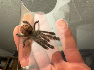 vogelspinne avicularia jurensis morph 2