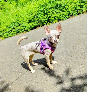 Junge Chihuahua Dame 