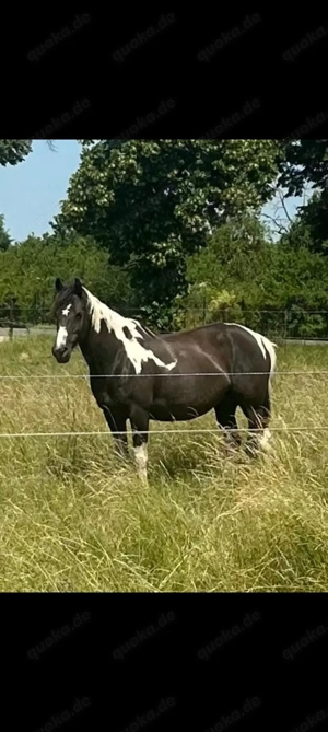 Pintostute (Rappschecke)